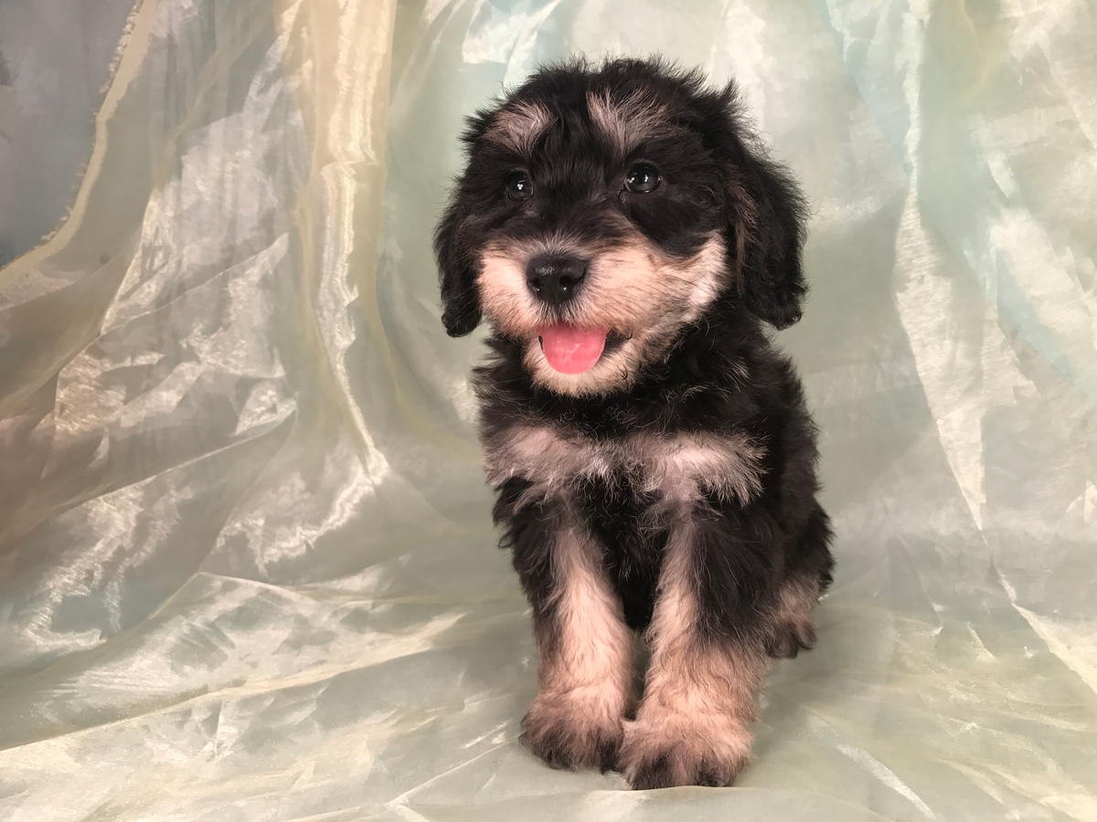 Male Schnoodle Puppy for Sale DOB 1-10-18 $950
